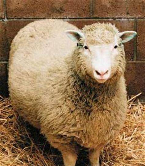 原创当年克隆成功的羊多莉如今怎样了呢