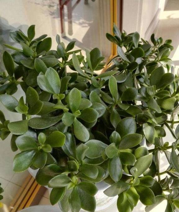 原创室内什么植物净化空气好绿植万年青效果好观赏度还很高