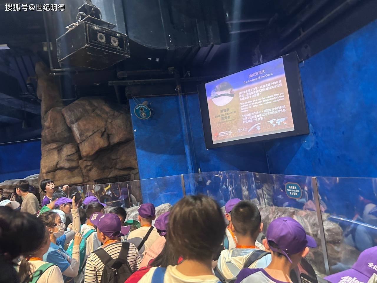 参加香港海洋公园研学课程,在专业老师带领下,了解 海狮海豹的生理