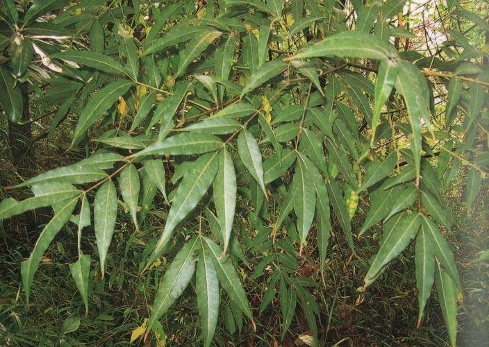 我们这边叫柞刺,属灌木,枝上满刺,遍布荒地田埂,叶柄断开处有白色浆汁