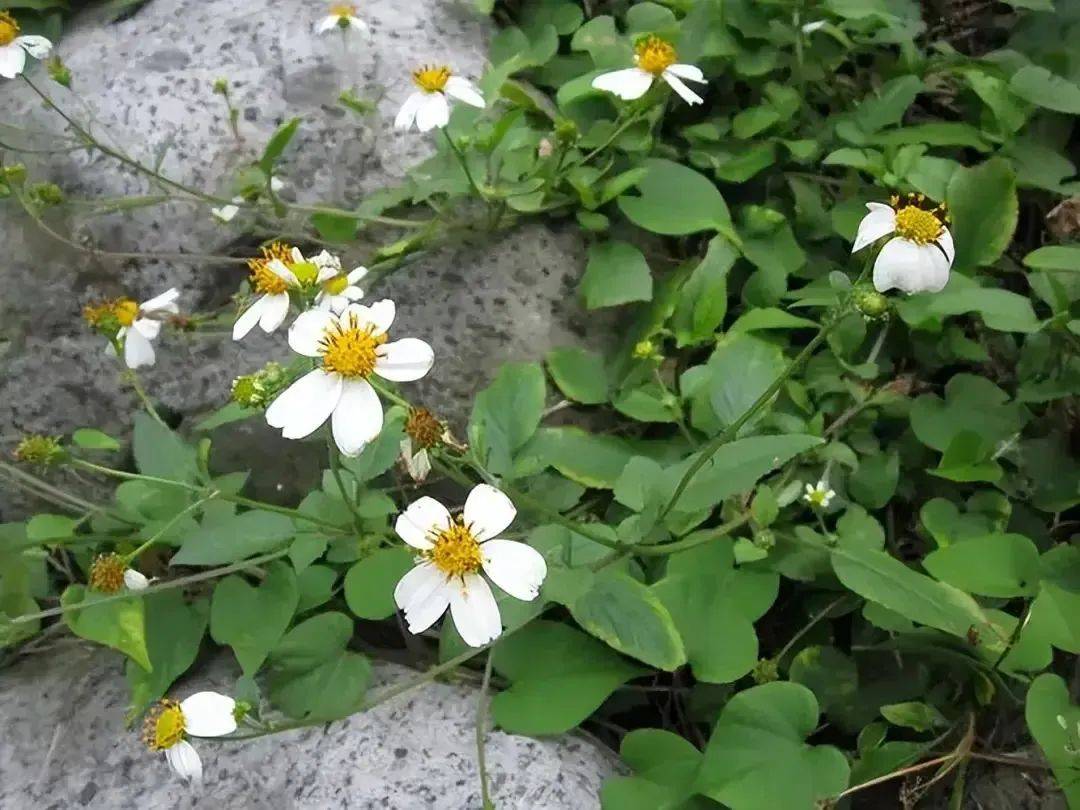 原创火山奇迹来自火山的水培养绝美珍稀植物黄心小白花美态惊艳