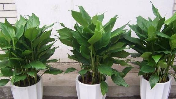 原创室内什么植物净化空气好绿植万年青效果好观赏度还很高