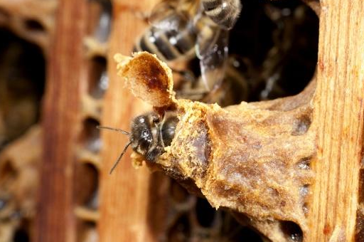 原创中蜂人工育王移虫时是怎样分辨幼虫日龄的