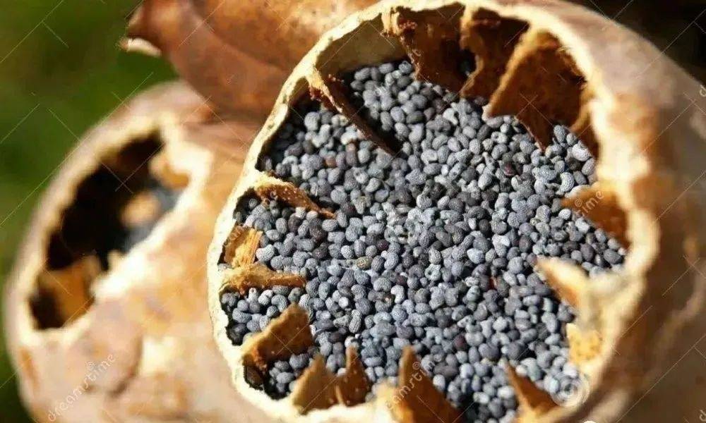 宿松一民户在自家楼顶种植罂粟被警方被刑拘