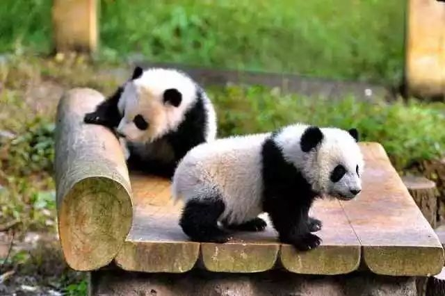 成都旅游还是重庆旅游好玩_景点_渝中区_解放碑