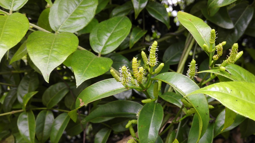这草药颜色很黑,是治疗风湿骨痛,手脚麻木的好药_麻藤_小叶_筋骨