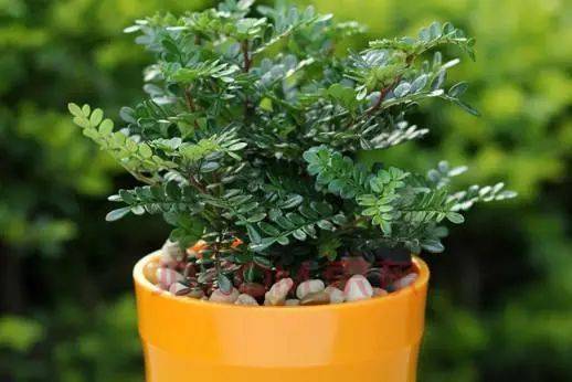 植树节特辑原来这些常见绿植竟也是一味中药材