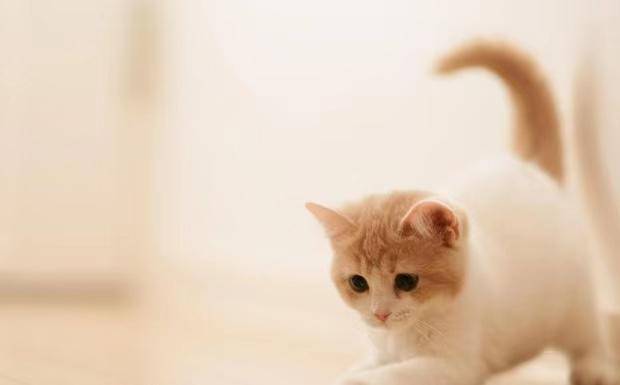 猫咪挑食不吃猫粮怎么办挑食猫咪无法抵抗的生骨肉冻干分享