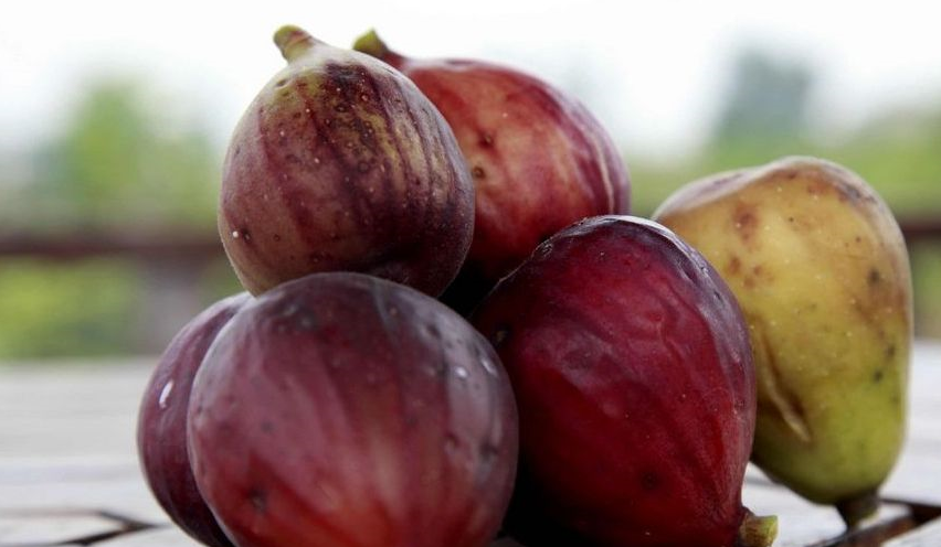 吃不起无花果不要紧,学会扦插就够了,结果一家人吃不完_时候_叶子_移