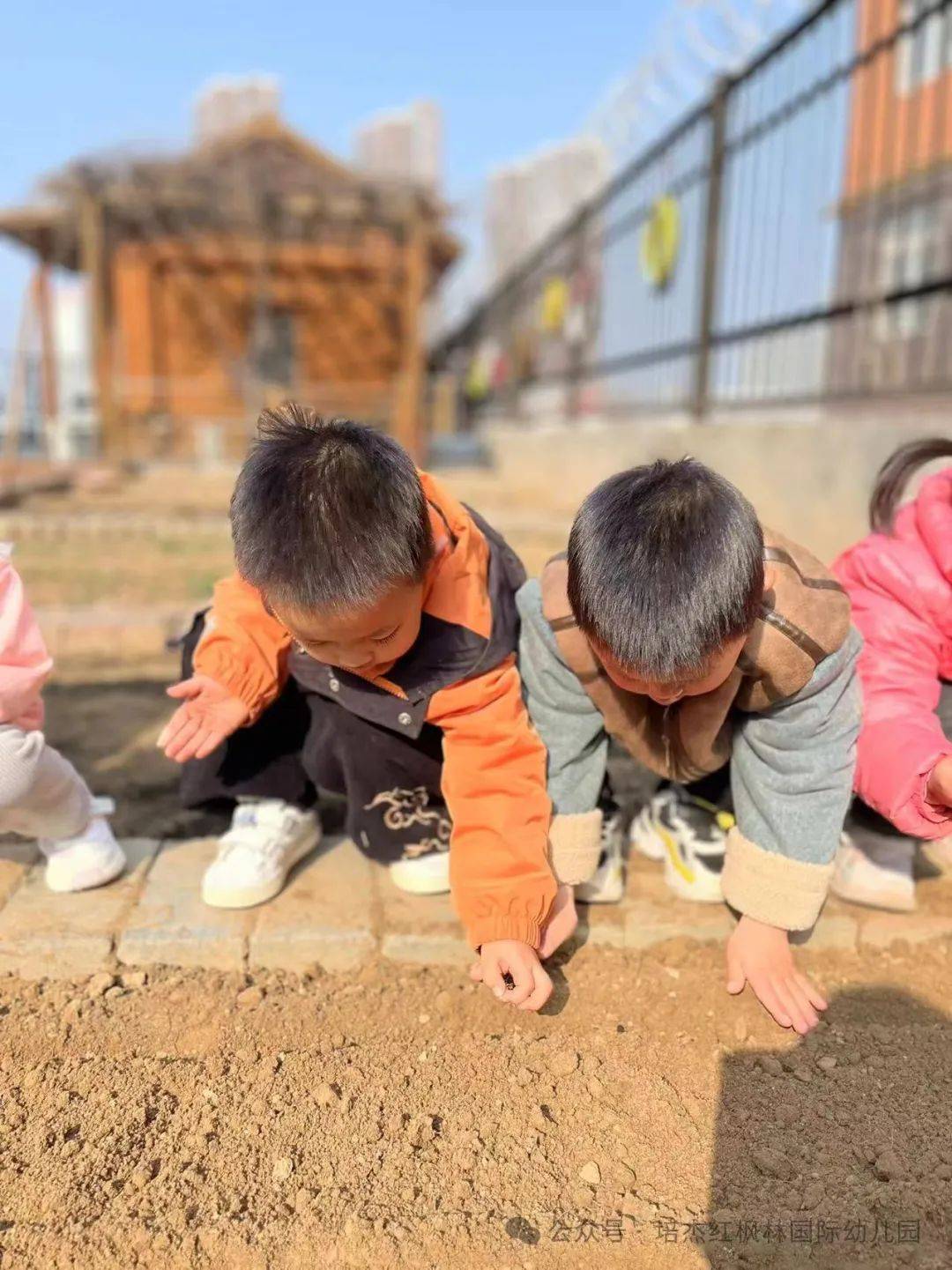 红枫林的小朋友用行动一起期待蔬菜02发芽97吧03我们呼吁-spring