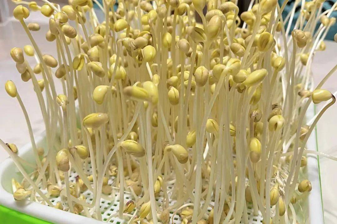 黄豆芽里面的膳食纤维,可以排出多余的脏东西,让我们更加轻盈健康.