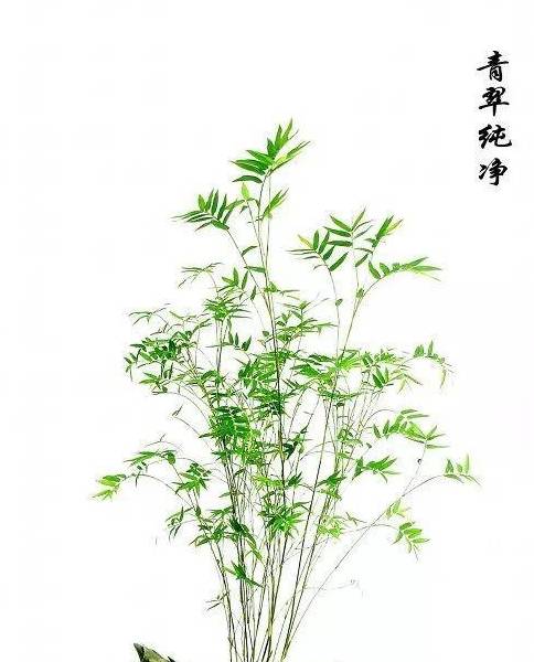 原创路边的石头野草带回家种盆里长成的盆景比文竹还好看