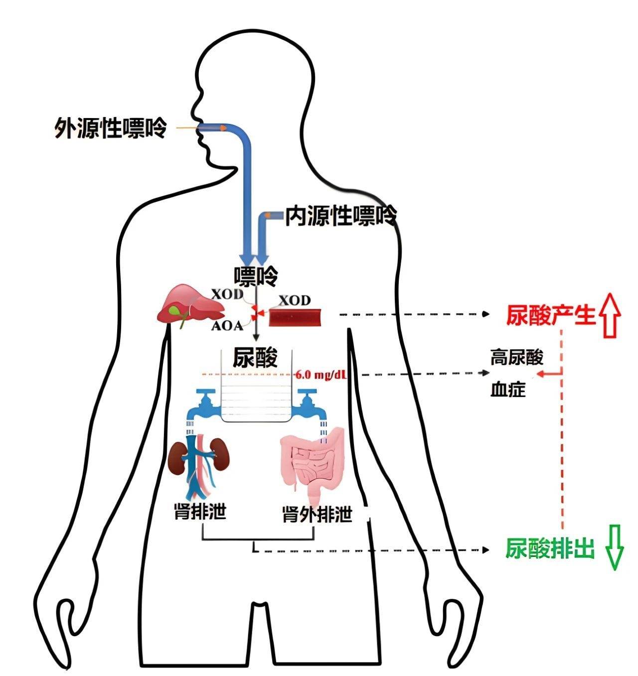 酸奶嘌呤图片