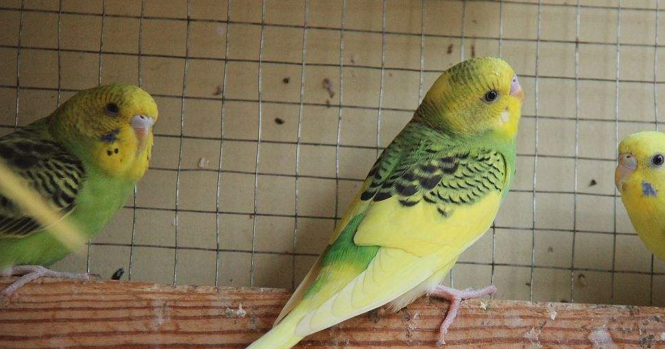 虎皮鹦鹉手养要点最好养的鹦鹉也有注意事项