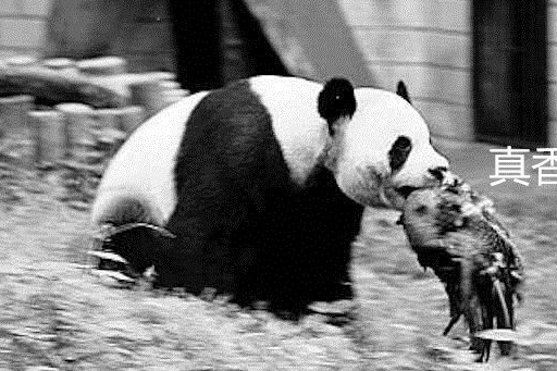 如果大熊猫伤人了会被击毙吗饲养员你以为国宝是白叫的