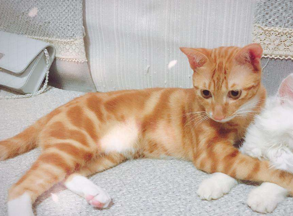 胖橘猫生了几只宝宝唯独这只小奶猫不被待见原因让人笑喷