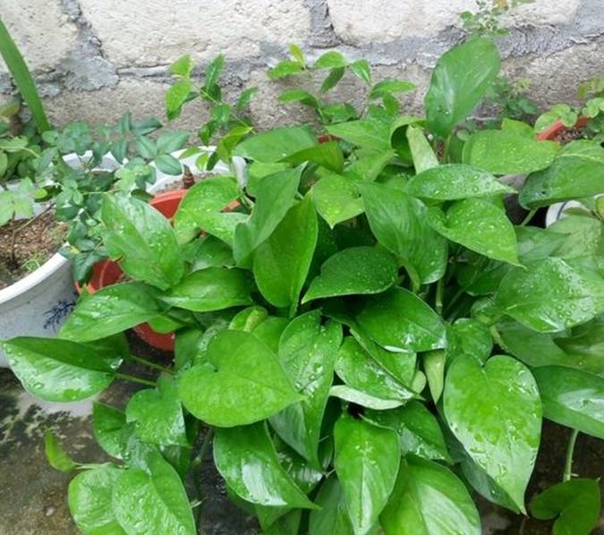 原创自制天然钾肥用来养绿萝新叶抽不停叶片巴掌大