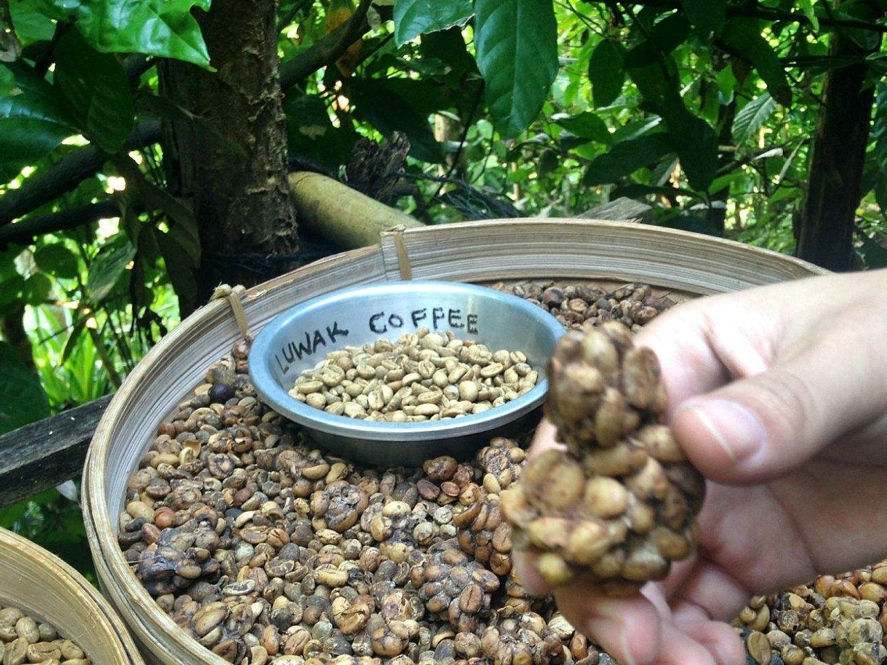 最贵"猫屎咖啡"由来,看了麝香猫承受的折磨,网友:再也不喝了_生活