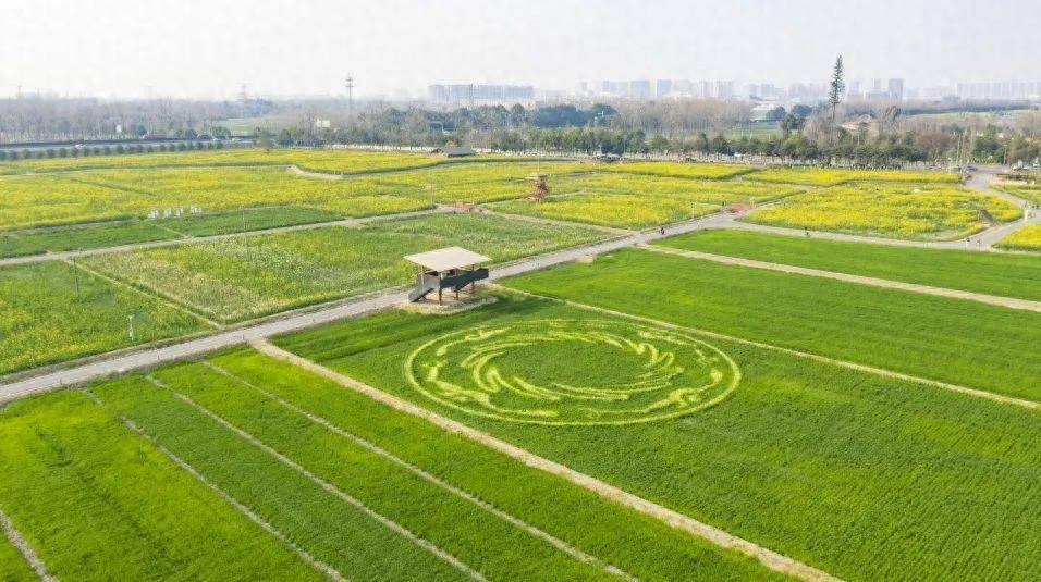 成都环城生态区小众油菜花点位推荐_景观_麦田_青龙湖