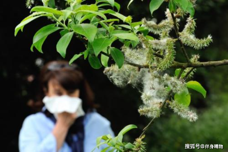 春风十里不讲理花粉过敏该如何防护