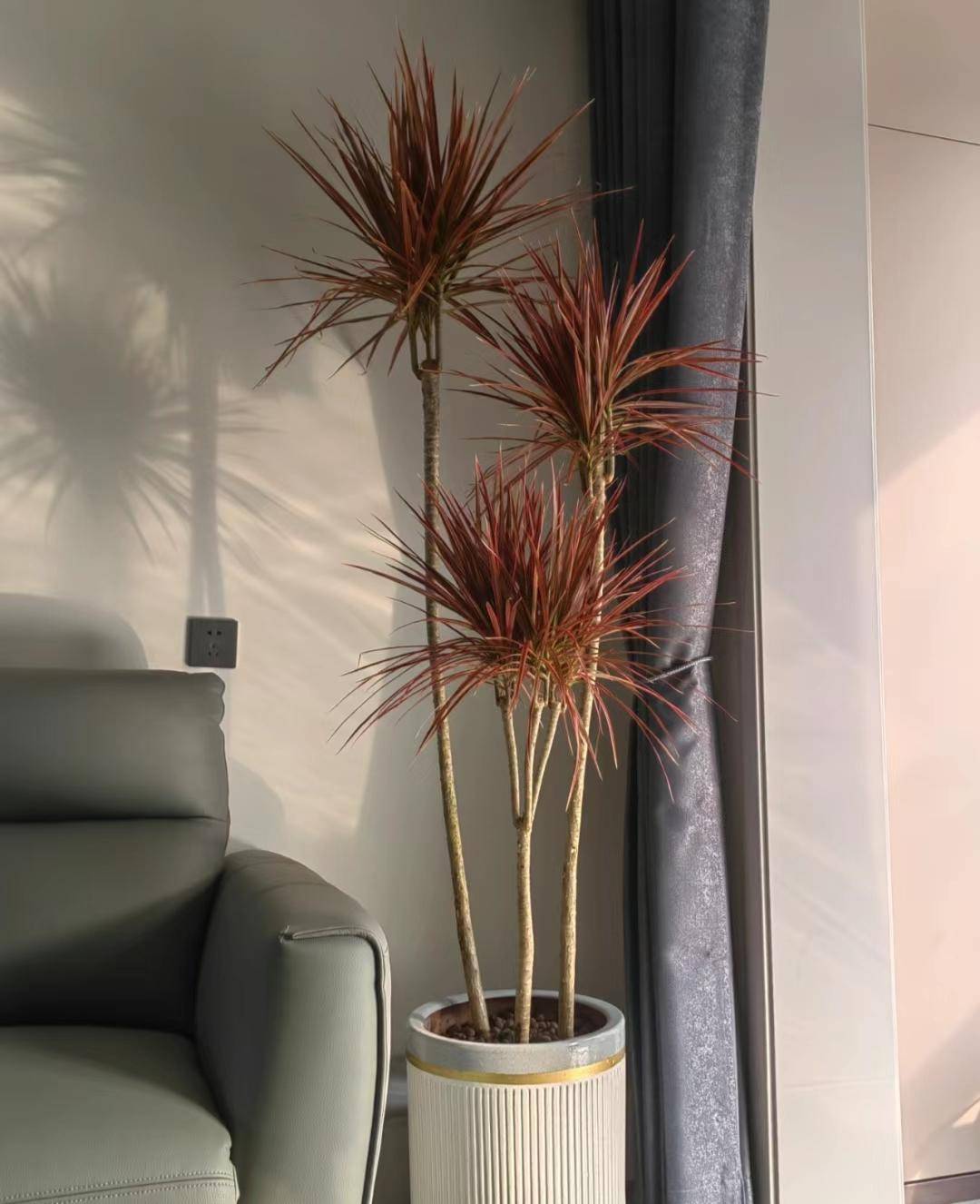 6,千年木花叶榕,榕树属常绿乔木,它的枝干柔软易造型,叶翠绿,带金黄色