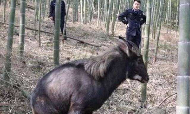 浙江老头发现四不像本以为是山羊专家赶到却立即封锁村子