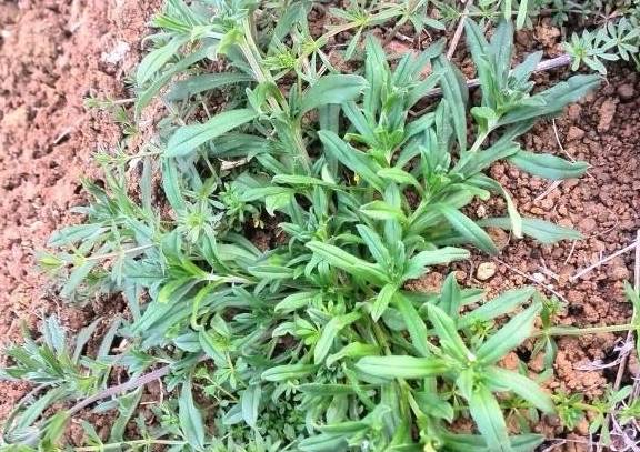 春天麦田里这个野菜的外形酷似返青的麦苗,不仔细辨认很容易混淆