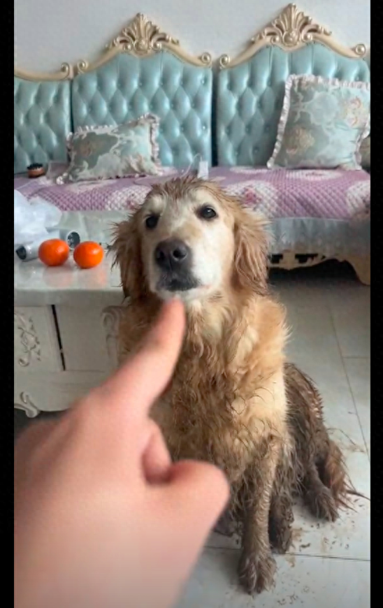 训它却满不在乎,表情太贱了_狗狗_主人_网友