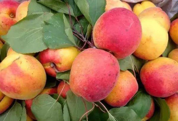 一个小杏子能受到大家的欢迎见证了庄河市歇马村人的奋斗精神