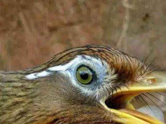 画眉鸟换毛期怎么进行处理