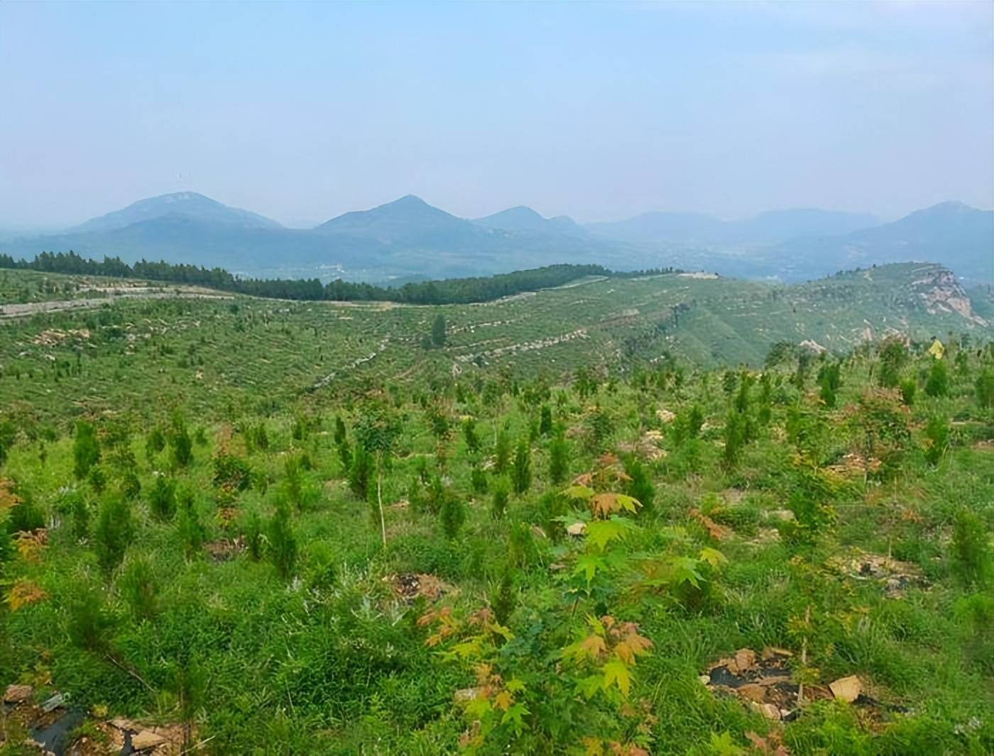 近年来,济宁市认真践行"绿水青山就是金山银山"发展理念.