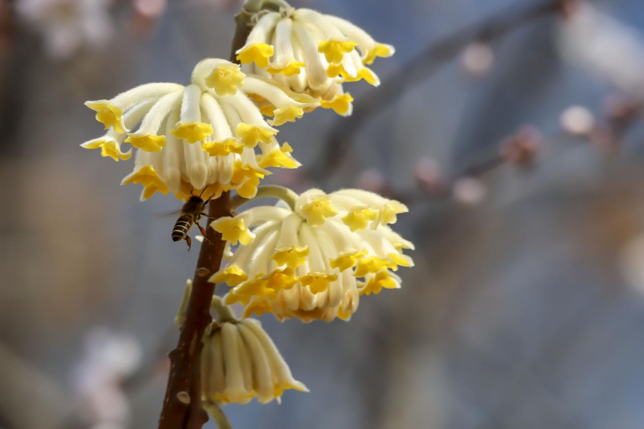 结香花打结的寓意图片