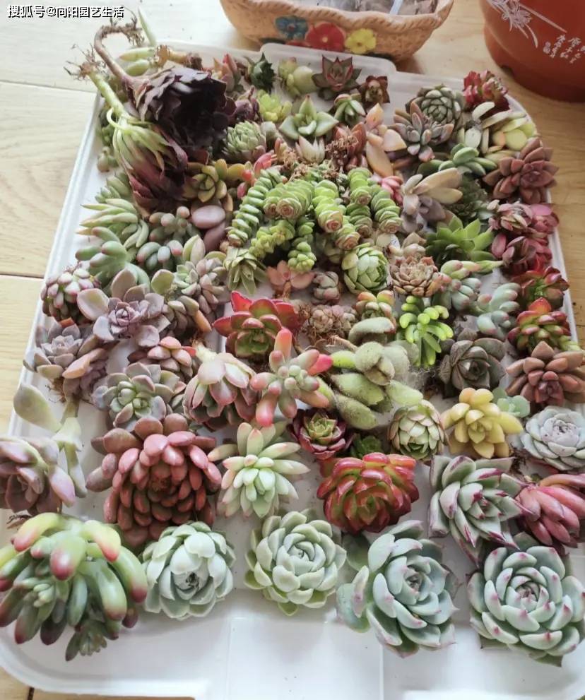 花盆里_养护_根系