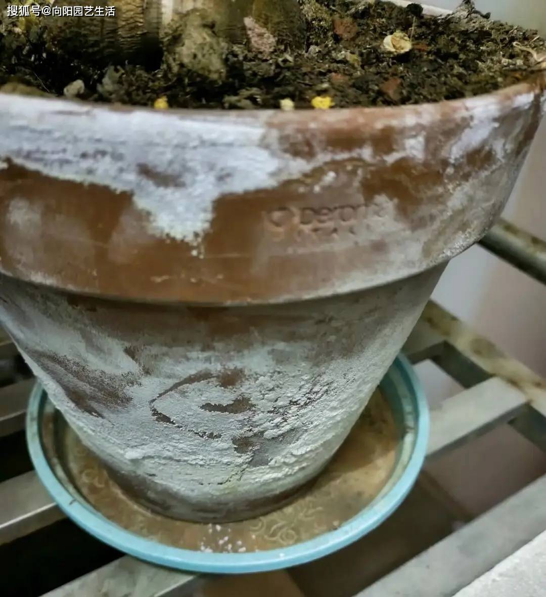 城市养花必备硫酸亚铁酸化碱性自来水养花不黄叶