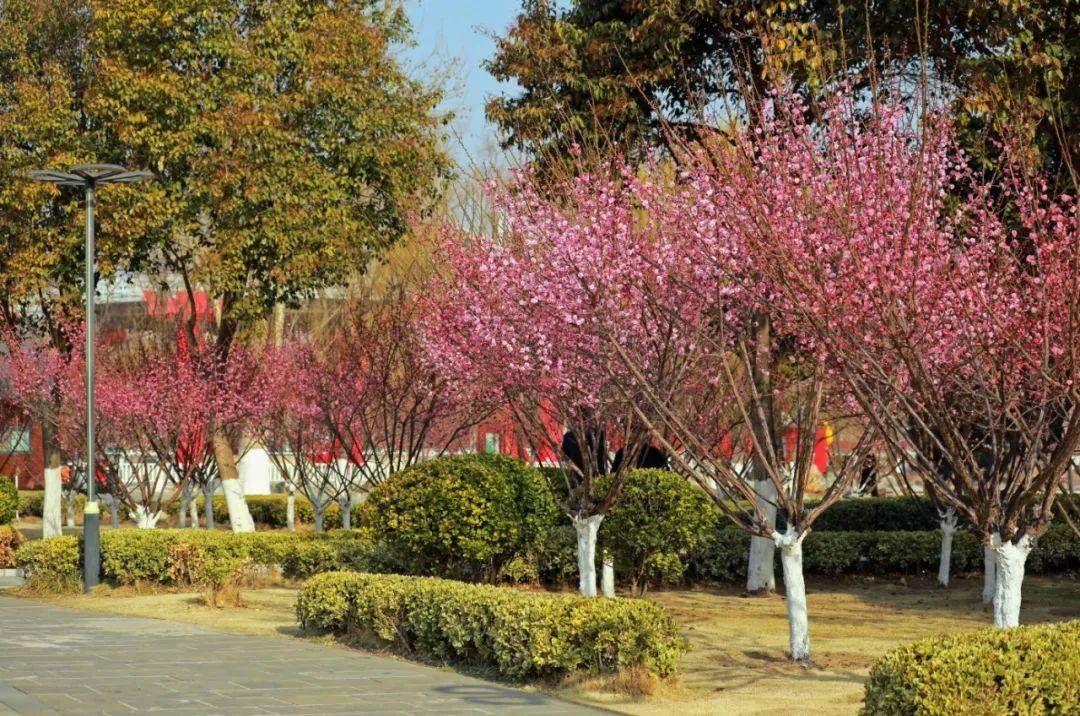 商丘市日月湖景区梅花绽放枝头