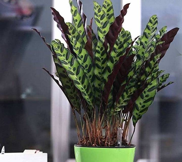 今年"流行"种草了,此"3种草"养盆里,比花朵还好看!_植株_养护_盆栽