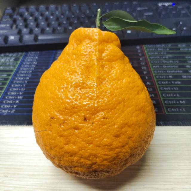为什么说丑橘不是橘