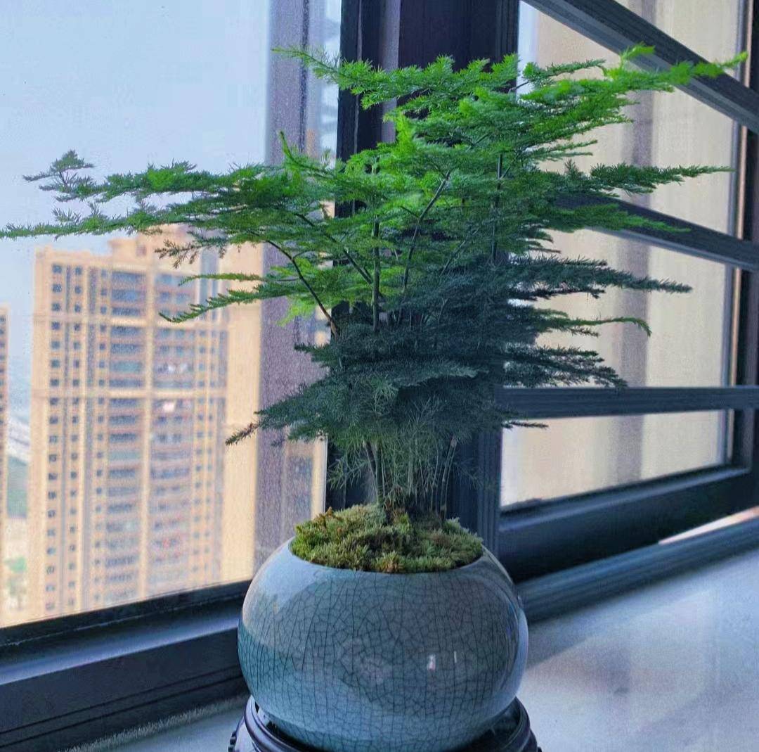 文竹枝条柔软飘逸细叶茵茵如烟似雾郁郁葱葱冒仙气