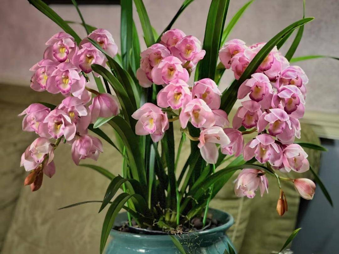 12月适合买的10种花盘点
