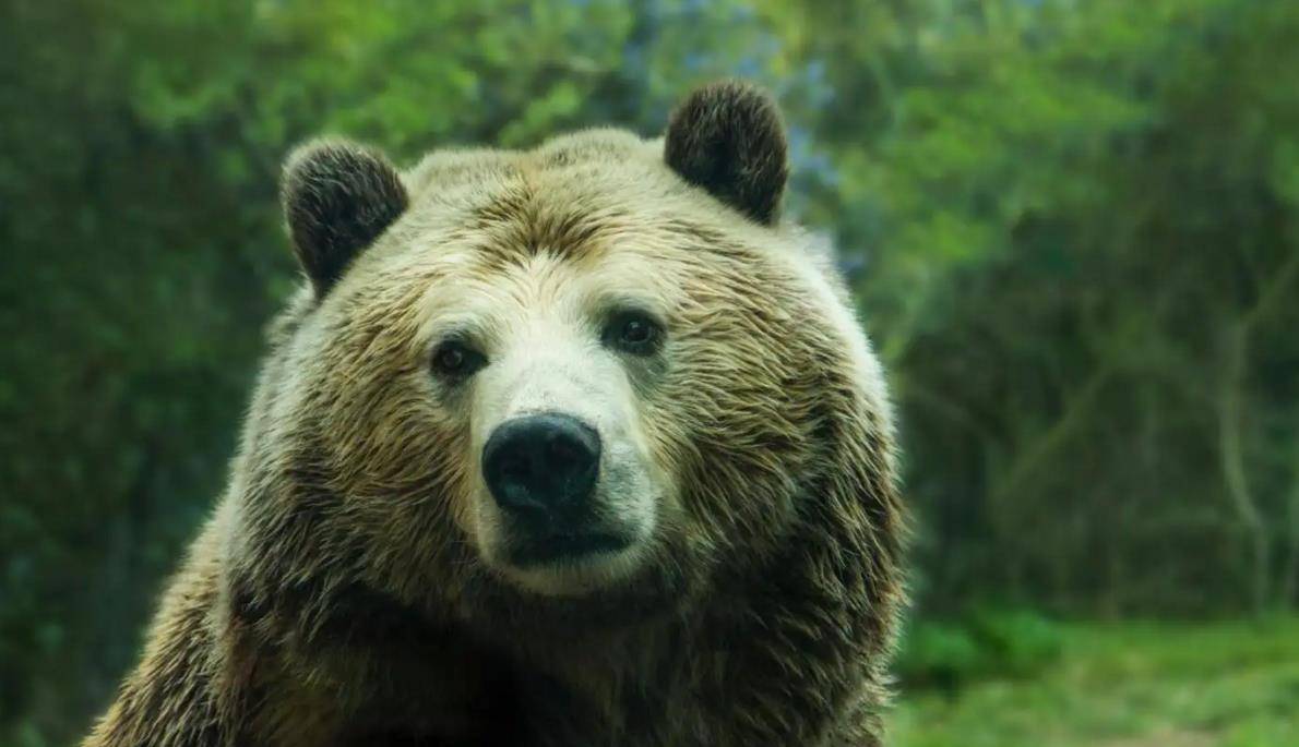 原创东北男子救下棕熊宝宝3年后女儿遭土匪头子欺凌棕熊前来相救