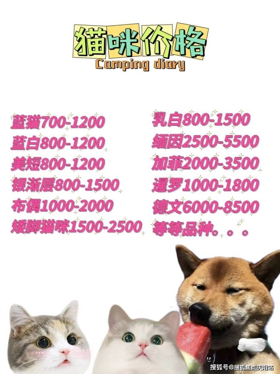 上海布偶猫价格详询本店为您提供安全可靠的实体店选购宠物服务