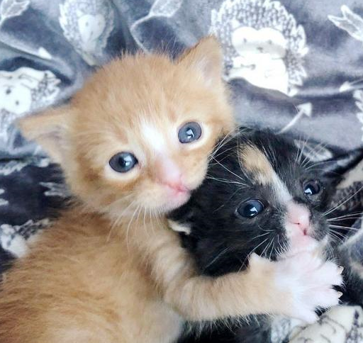 原创2只小奶猫刚出生就被抛弃相依为命直到遇到新主人