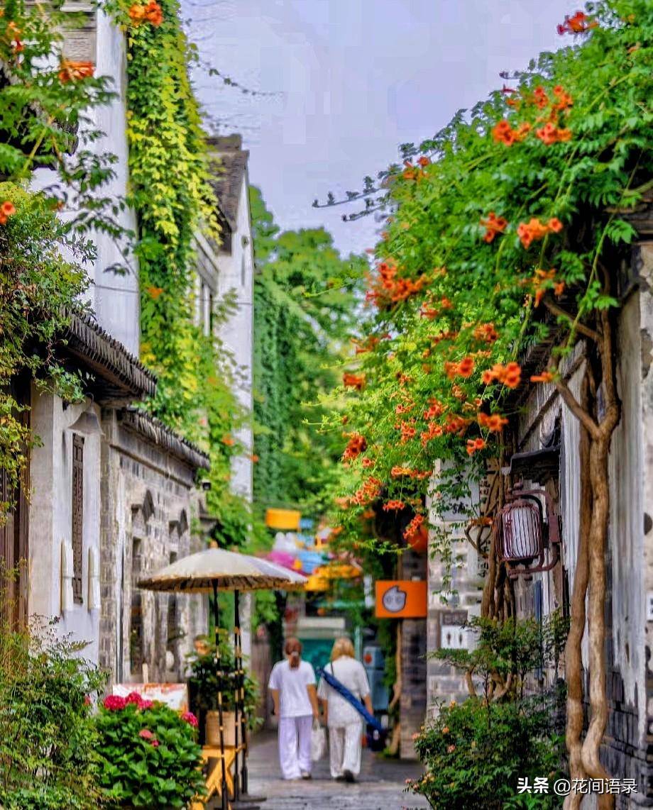 江苏南京这个小巷子里的花开得太美了