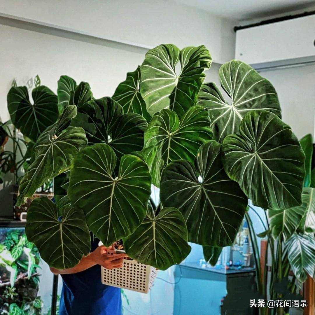 适合在室内养的大叶绿植