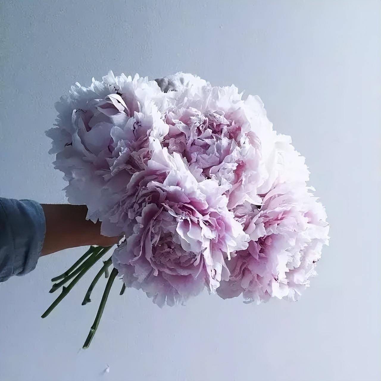 11种插法插花让你告别零基础_花器_自然界_玫瑰花