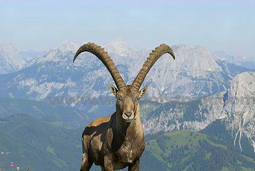 巴基斯坦有种捻角山羊,它的角拉直了可以超过两米,但它的角却是盘着长