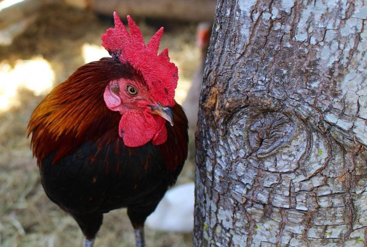 原创无头鸡麦克被斩首后无头公鸡仍存活了18个月咋回事