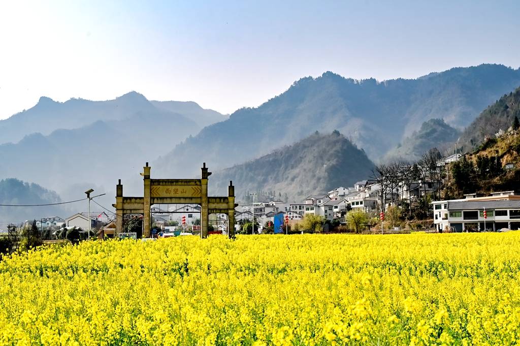 市县两级联动报道④丨息烽县鹿窝村:油菜花开满地"金"_穆文祥_游客_收