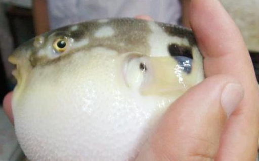 第1个叫做长江刀鱼,长颌鲚,它还可以叫做毛花鱼也毛羽等这一些名字也