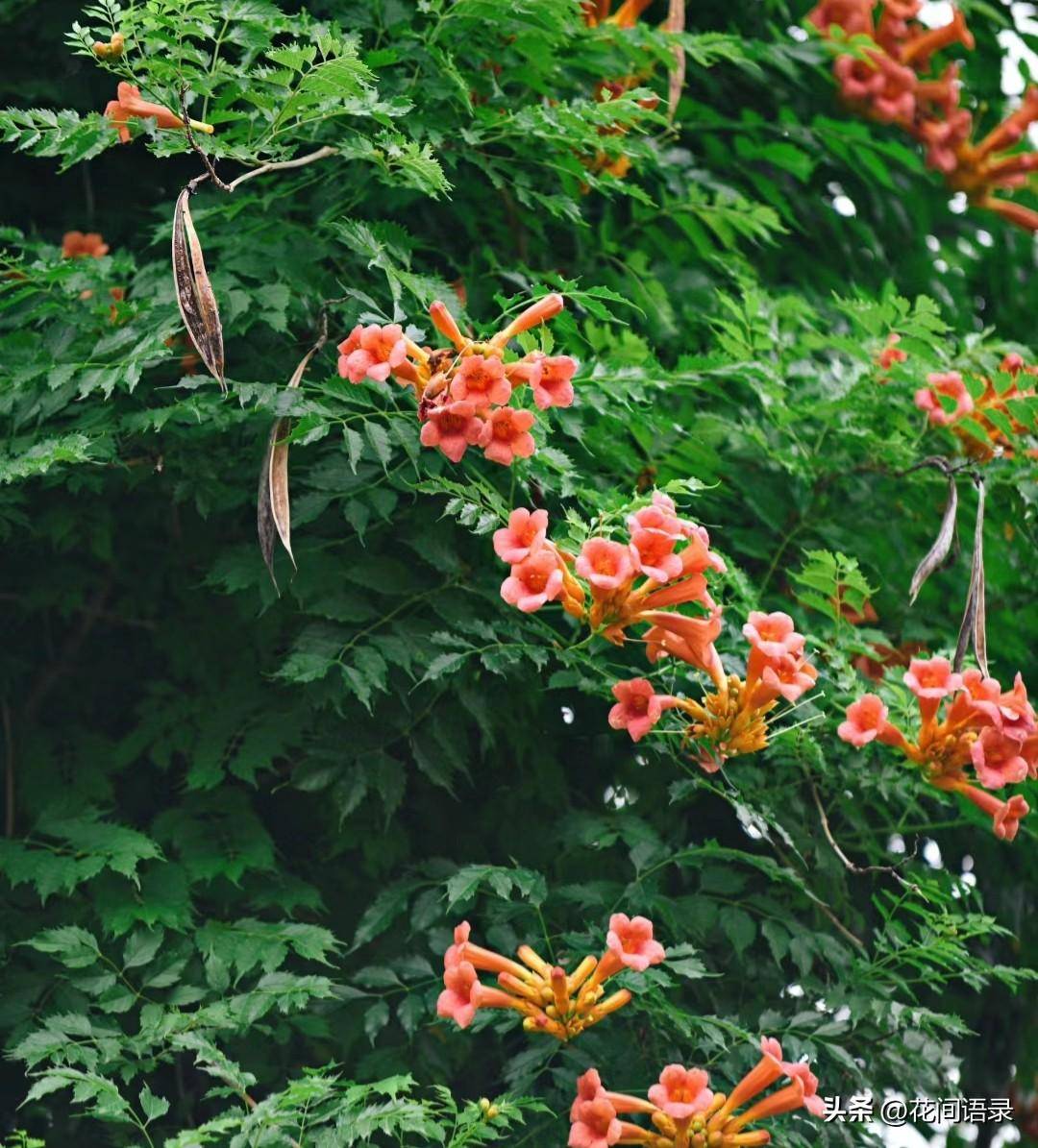 江苏南京这个小巷子里的花开得太美了_凌霄花_凌霄产_com
